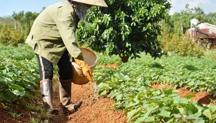 Kỹ thuật lên luống trồng khoai lang theo hướng Đông - Tây giúp cây nhận ánh sáng đồng đều