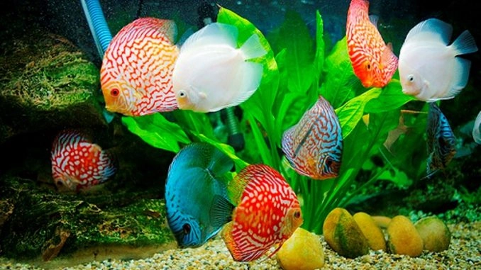 CÁCH TRỒNG RONG LA HÁN: Hướng Dẫn Kỹ Thuật Chi Tiết Cho Bể Thủy Sinh Đạt Chuẩn