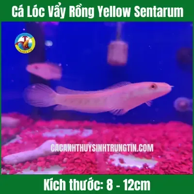 Góc nhìn cận cảnh bộ vảy rồng độc đáo của cá chép