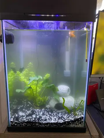 Cách Trồng Cây Thủy Sinh Trong Bể Cá Cảnh: Hướng Dẫn Kiến Tạo Hệ Sinh Thái Bền Vững