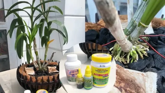 Điều chỉnh nồng độ NAA để chống rụng trái non hiệu quả.