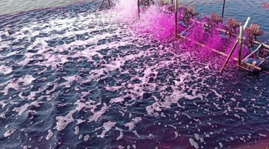 Tinh thể Kali Pemanganat màu tím đen được sử dụng trong nuôi trồng thủy sản