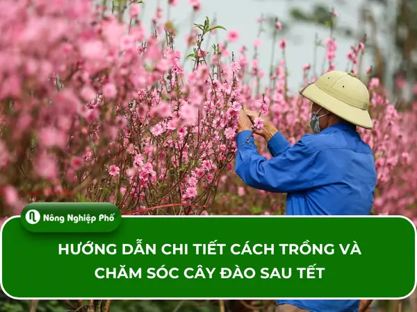 Tái Chế Chai Nhựa Trồng Rau: Hướng Dẫn Chi Tiết A-Z Tạo Vườn Xanh Tại Nhà
