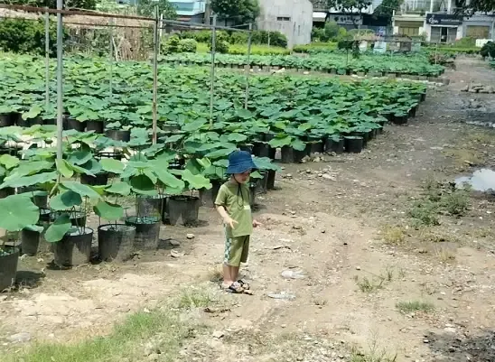 Lá»£i Ã­ch Cá»§a Bùn Nhão Trong Viá»‡c Trá»“ng Cây Thủy Sinh: