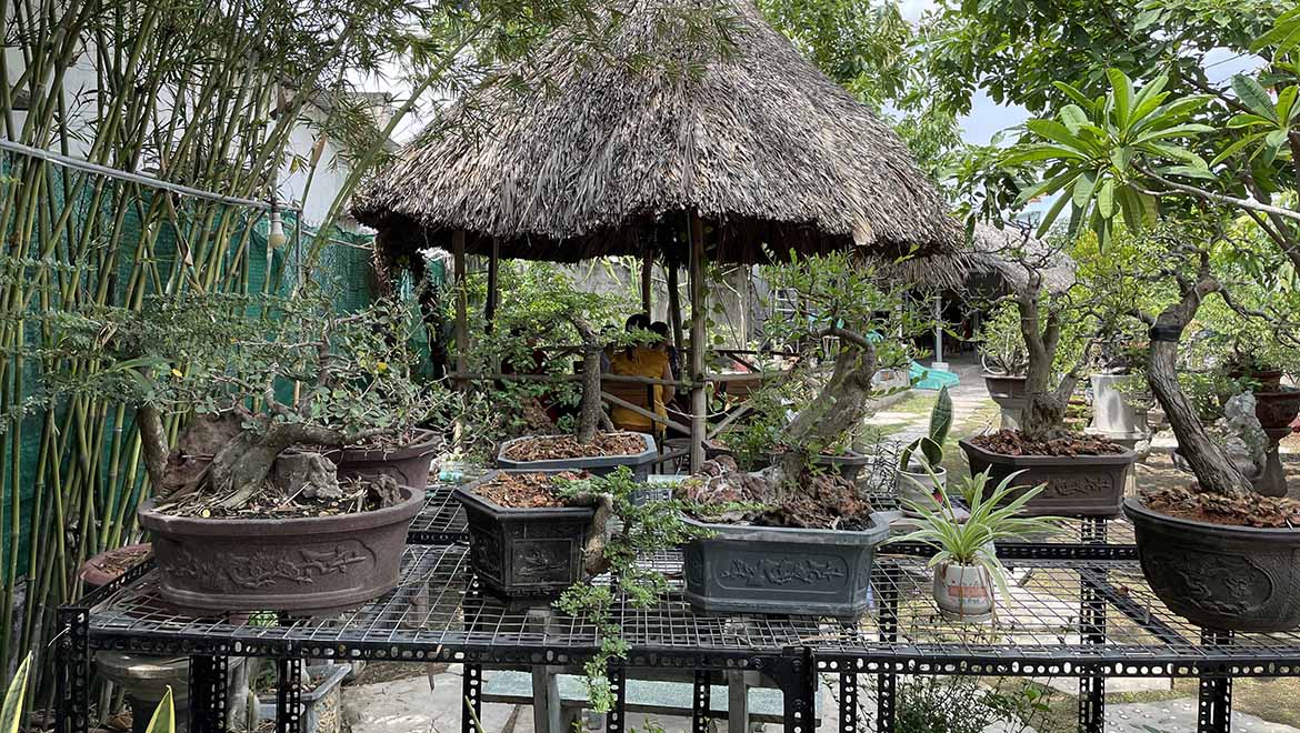 Cách Trồng Mai Vàng Mới Bứng: Kỹ Thuật Hồi Phục Và Chăm Sóc Toàn Diện