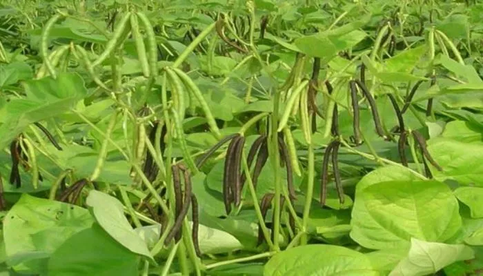 Cách thu hoạch và bảo quản cây đậu đỏ