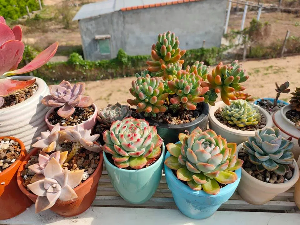 Sen đá phát triển khỏe mạnh trong môi trường ánh sáng phù hợp