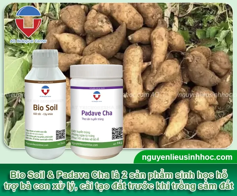 Quy trình trộn đất và xử lý nền đất để trồng củ sâm đất đúng kỹ thuật sinh học