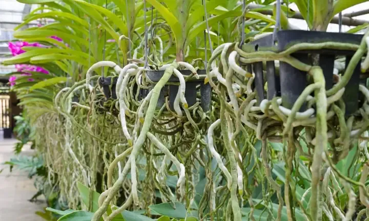 Đặc Điểm Của Giá Thể Trồng Lan Tốt