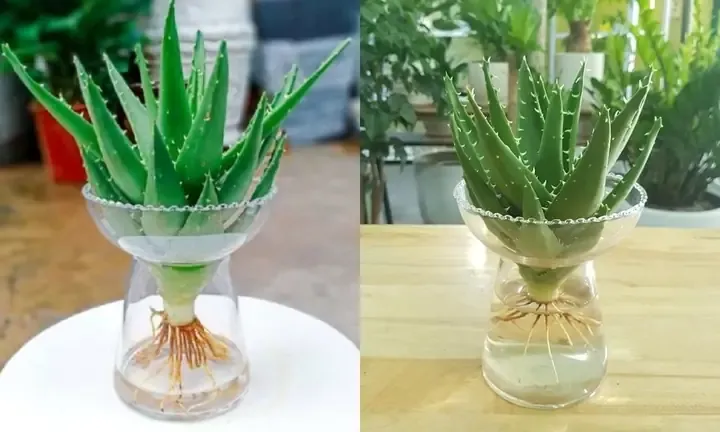 Cảnh quan Nha Đam trồng chậu (thủy Sinh) - Đây là ảnh minh họa, không phải thủy sinh thuần túy