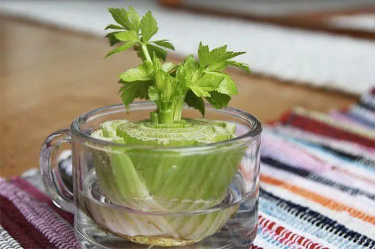 Phần gốc cần tây được ngâm trong nước để mọc chồi và lá mới