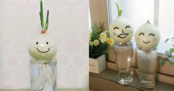 Củ hành tây được đặt trong cốc nước để mọc rễ và lá