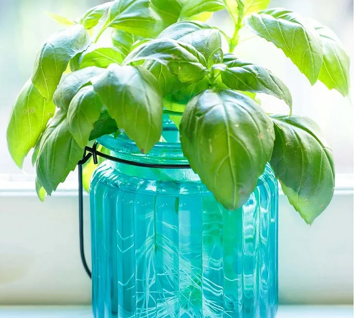 Cành húng quế đang ra rễ trong cốc nước, sẵn sàng trồng đất