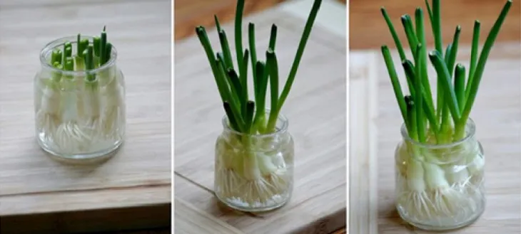 Gốc hành lá được đặt trong cốc nước đang mọc lá xanh tươi