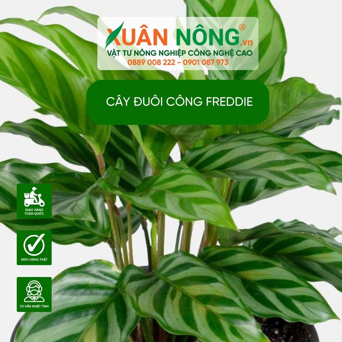 Cách Trồng Cây Đuôi Công Đúng Kỹ Thuật Và Chăm Sóc Toàn Diện Cách Trồng Cây Đuôi Công Đúng Kỹ Thuật Và Chăm Sóc Toàn Diện