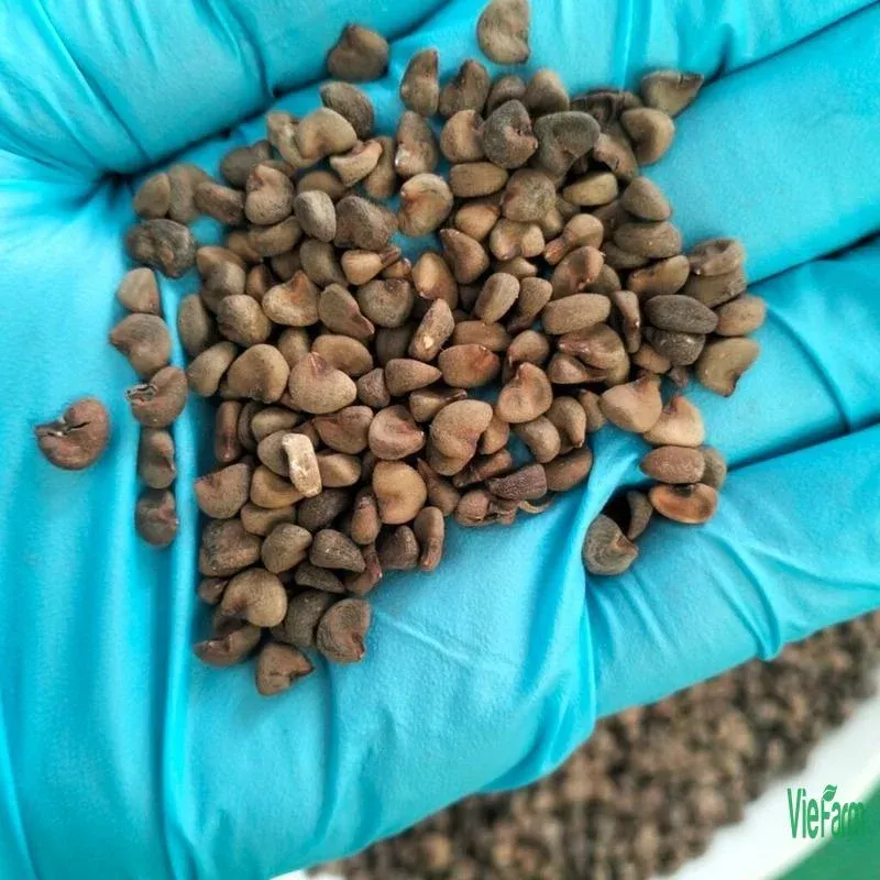 Hạt Giống Atiso Đỏ Nảy Mầm