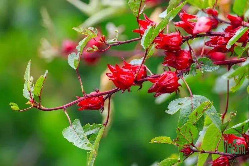 Chăm Sóc Atiso Đỏ Đúng Kỹ Thuật