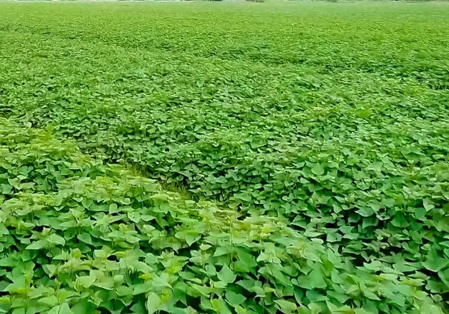 Minh họa kỹ thuật đặt hom rau lang đúng góc nghiêng để tập trung năng lượng cho củ