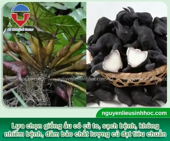 Hình ảnh minh họa củ ấu to, chất lượng cao đã được thu hoạch