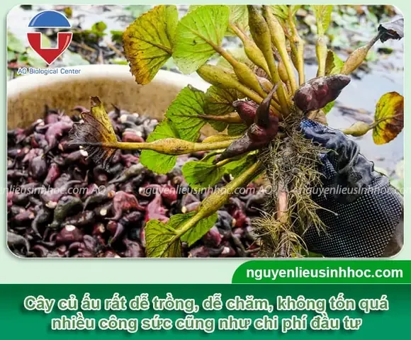 Hình ảnh cánh đồng ấu xanh tốt, minh họa cho mô hình trồng ấu trên đất ruộng