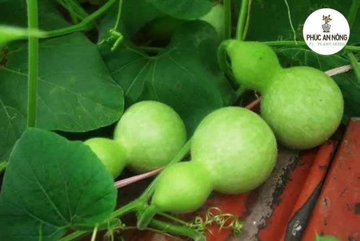 Cần nắm kỹ những đặc tính nổi bật của bầu hồ lô trước khi trồng