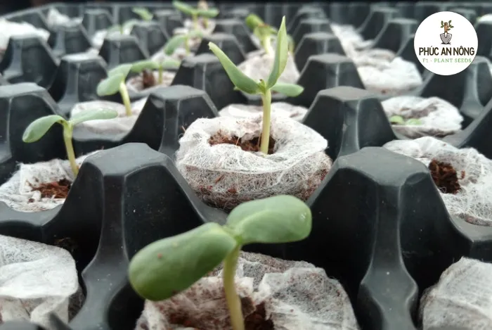 Cần xử lý hạt giống kỹ trước khi bắt đầu tiến hành gieo trồng