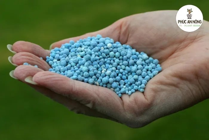 Chú trọng bón đúng loại phân cho các giai đoạn phát triển của cây bầu hồ lô