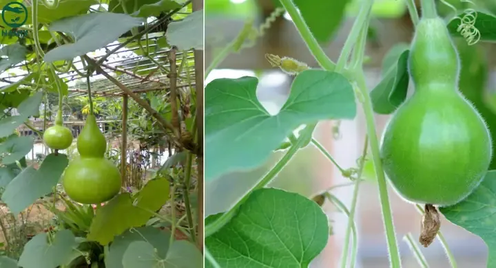 Bầu Hồ Lô Trồng Thùng Xốp Đạt Năng Suất Cao Tại Vườn Nhà