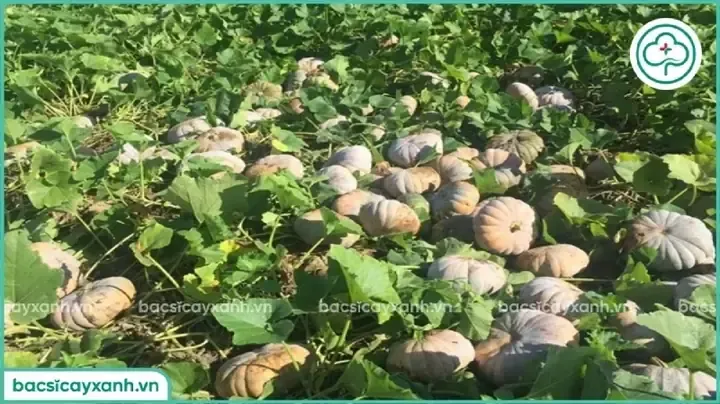 Kỹ thuật trồng và chăm sóc bí đỏ hạt đậu lai F1 theo tiêu chuẩn VietGAP