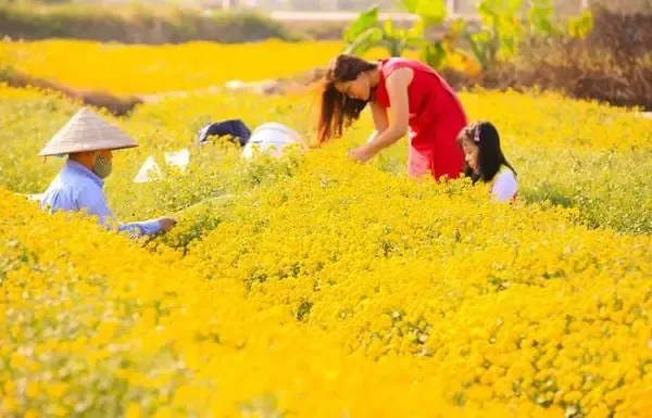 Thời điểm và kỹ thuật điều khiển thời vụ ra hoa của cúc cúng