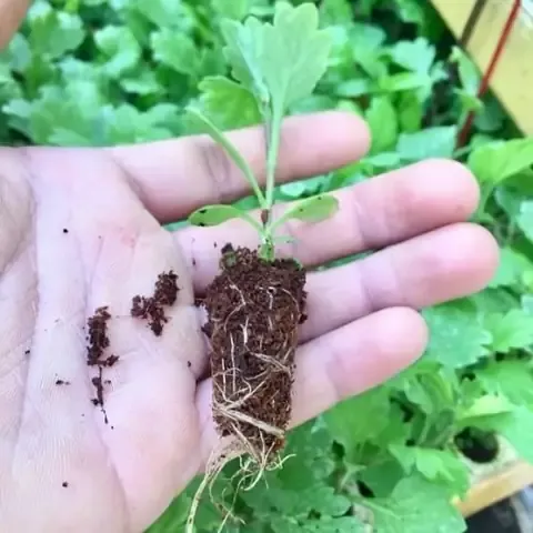 Quy trình chuẩn bị và trồng bông cúc cúng tại nhà