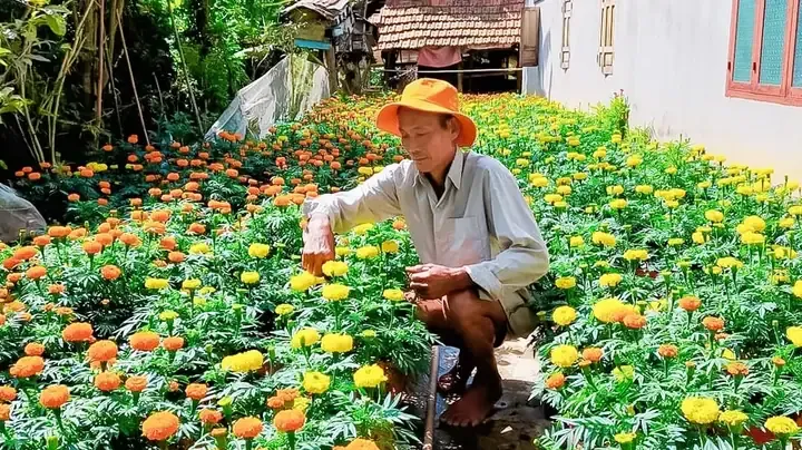 Hình ảnh hoa cúc vàng đại đóa dùng để dâng cúng tổ tiên