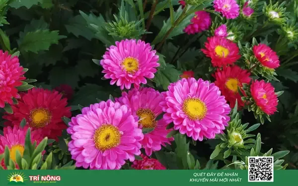 Đặc Điểm Của Hoa Cúc Đà Lạt