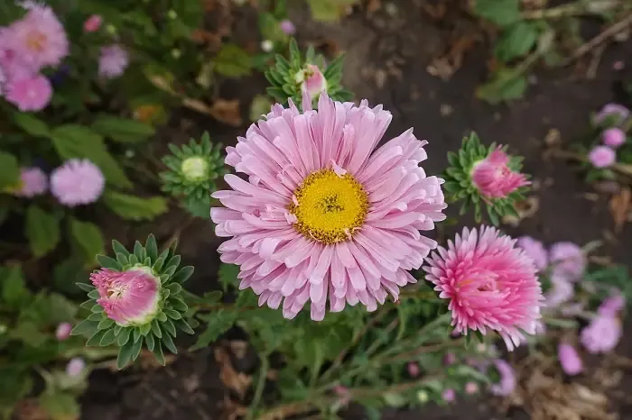 Ý Nghĩa Hoa Cúc 7 Màu Trong Tình Bạn Và Tình Yêu