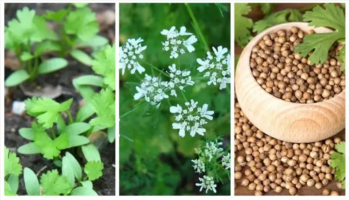 Một loại cây hoa cảnh có thể trồng cùng Ngải Đen