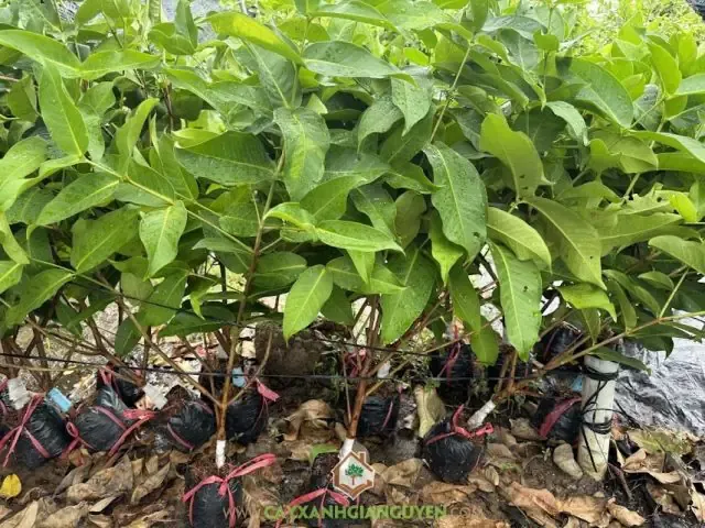 Cây Ngải Đen đang được chăm sóc