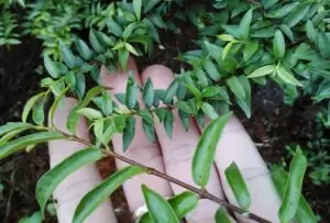 Cận cảnh lá cây Ngải Đen có vệt tím đặc trưng