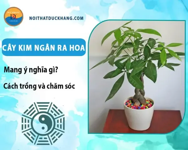 Trồng cây kim tiền bằng nước có thể liên quan đến Ngải Đen