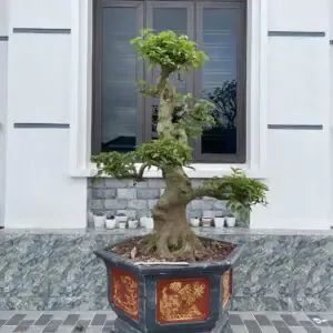 Kỹ thuật chăm sóc thân lá Ngải Đen