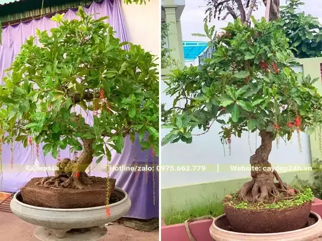 Kỹ thuật ngâm cành cây có thể áp dụng cho Ngải Đen