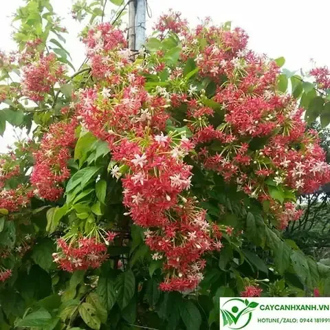 Kỹ thuật cải tạo đất trồng Ngải Đen