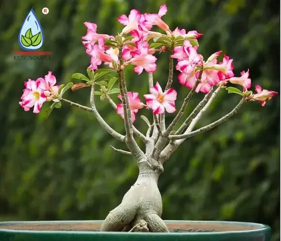 Trồng cây hoa sứ bằng cành có thể liên quan đến Ngải Đen