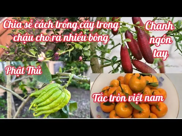 Cách Trồng Cây Trong Chậu Chanh Dây: Hướng Dẫn Kỹ Thuật Chi Tiết Từ A Đến Z