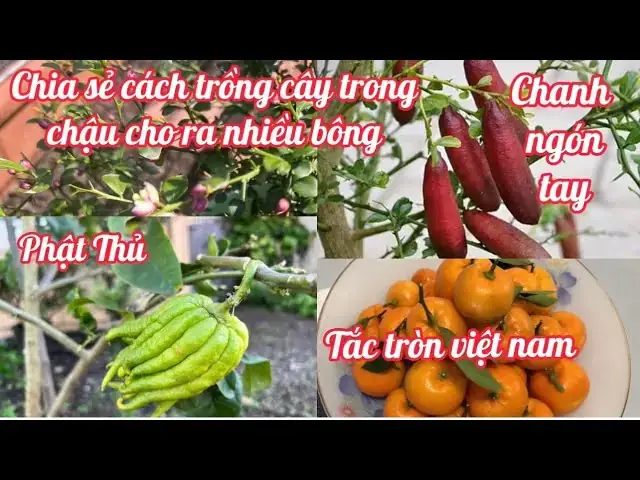Cách Trồng Ớt Cu Tí: Hướng Dẫn Kỹ Thuật Chi Tiết Từ Gieo Hạt Đến Thu Hoạch