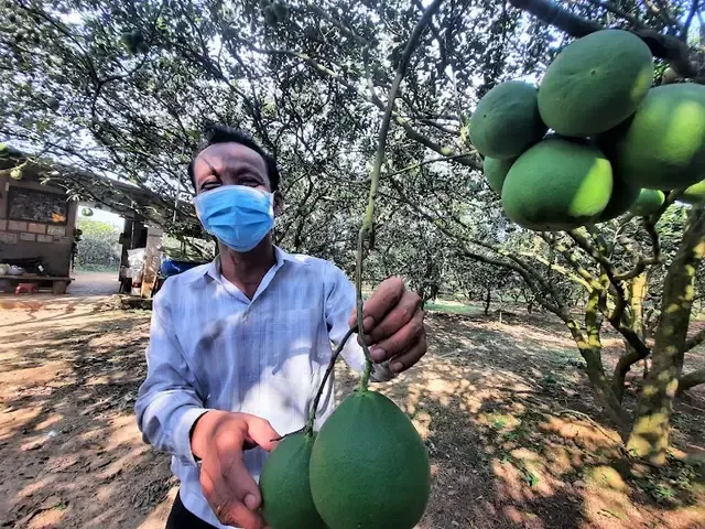 Những quả bưởi Tân Triều đã chín vàng óng trên cây, sẵn sàng thu hoạch