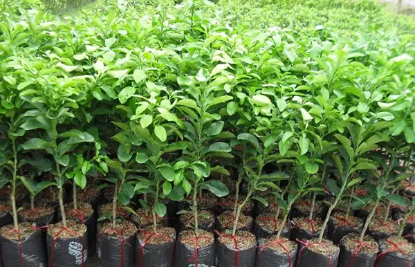 Người nông dân đang kiểm tra lá bưởi để đánh giá tình trạng sức khỏe của cây bưởi Tân Triều