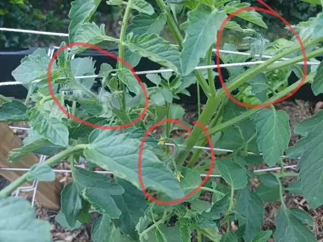 Hình ảnh minh họa cách trồng cà chua bằng cành trong chậu, cây con đang phát triển khỏe mạnh