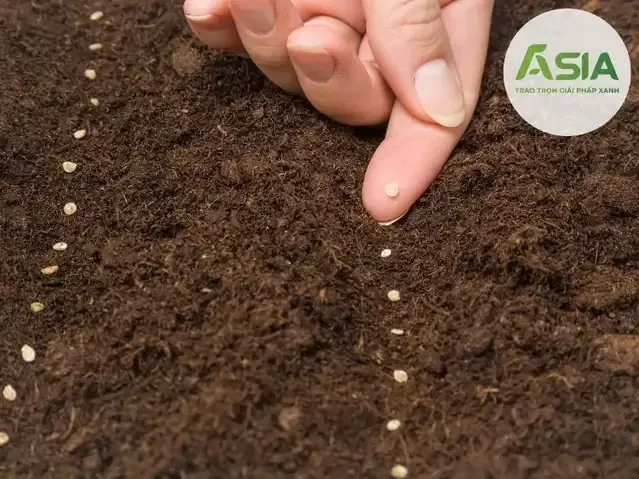 Kỹ thuật ủ hạt giống cà chua trước khi gieo trồng