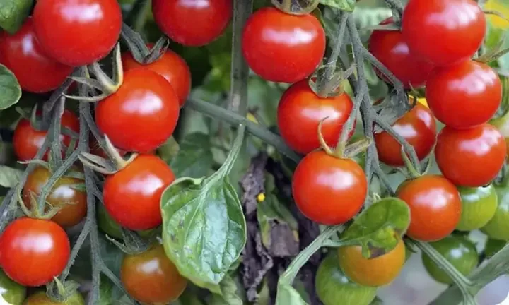 Hướng dẫn chi tiết cách trồng cà chua bằng hạt từ quả tại nhà