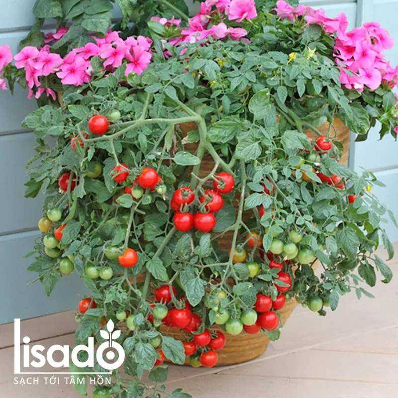 Cà chua bi lùn quả đỏ đang sai trĩu quả trên cây, sẵn sàng thu hoạch